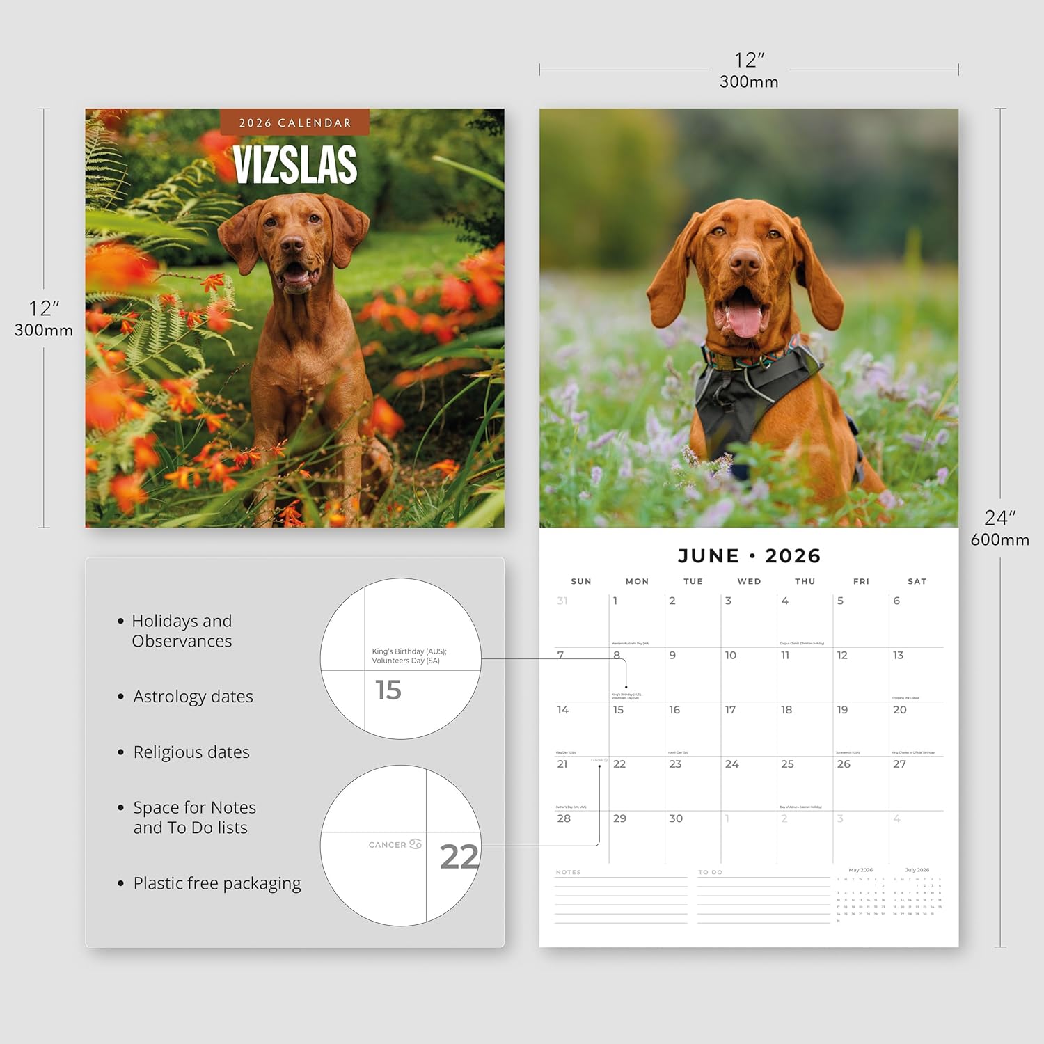 Red Robin 2026 Vizslas Monthly Wall Calendar | 12" x 24" Open | Premium Thick & Sturdy Paper | Hangable 12 Month Calendar | Lined Notes & To Do Area | Vivid Images | Plastic Free