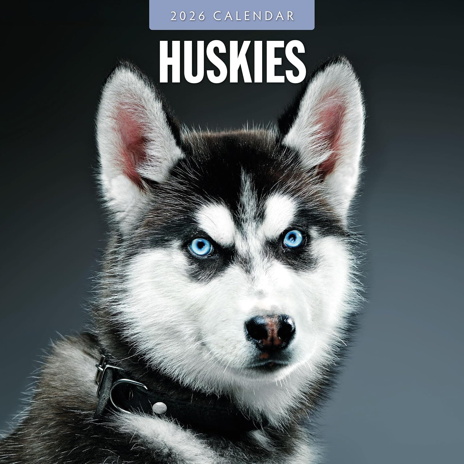 Red Robin 2026 Huskies Monthly Wall Calendar | 12" x 24" Open | Premium Thick & Sturdy Paper | Hangable 12 Month Calendar | Lined Notes & To Do Area | Vivid Images | Plastic Free