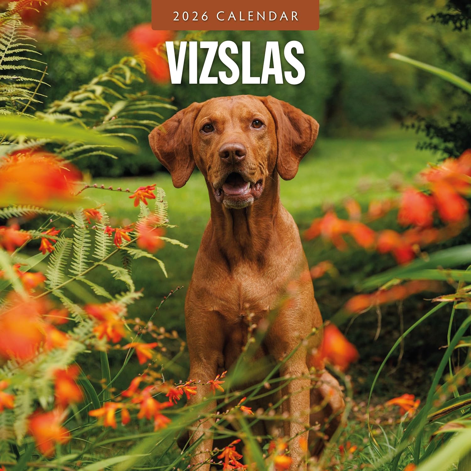 Red Robin 2026 Vizslas Monthly Wall Calendar | 12" x 24" Open | Premium Thick & Sturdy Paper | Hangable 12 Month Calendar | Lined Notes & To Do Area | Vivid Images | Plastic Free
