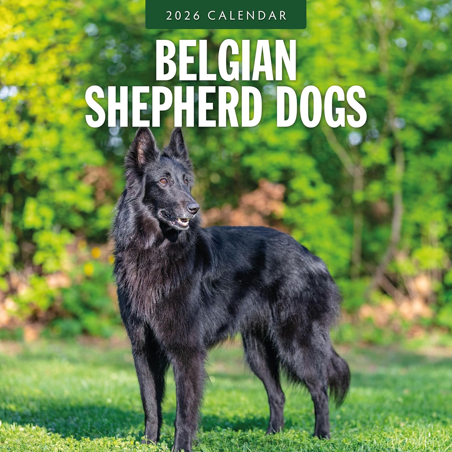 Red Robin 2026 Belgian Shepherd Dogs Monthly Wall Calendar | 12" x 24" Open | Premium Thick & Sturdy Paper | Hangable 12 Month Calendar | Lined Notes & To Do Area | Vivid Images | Plastic Free