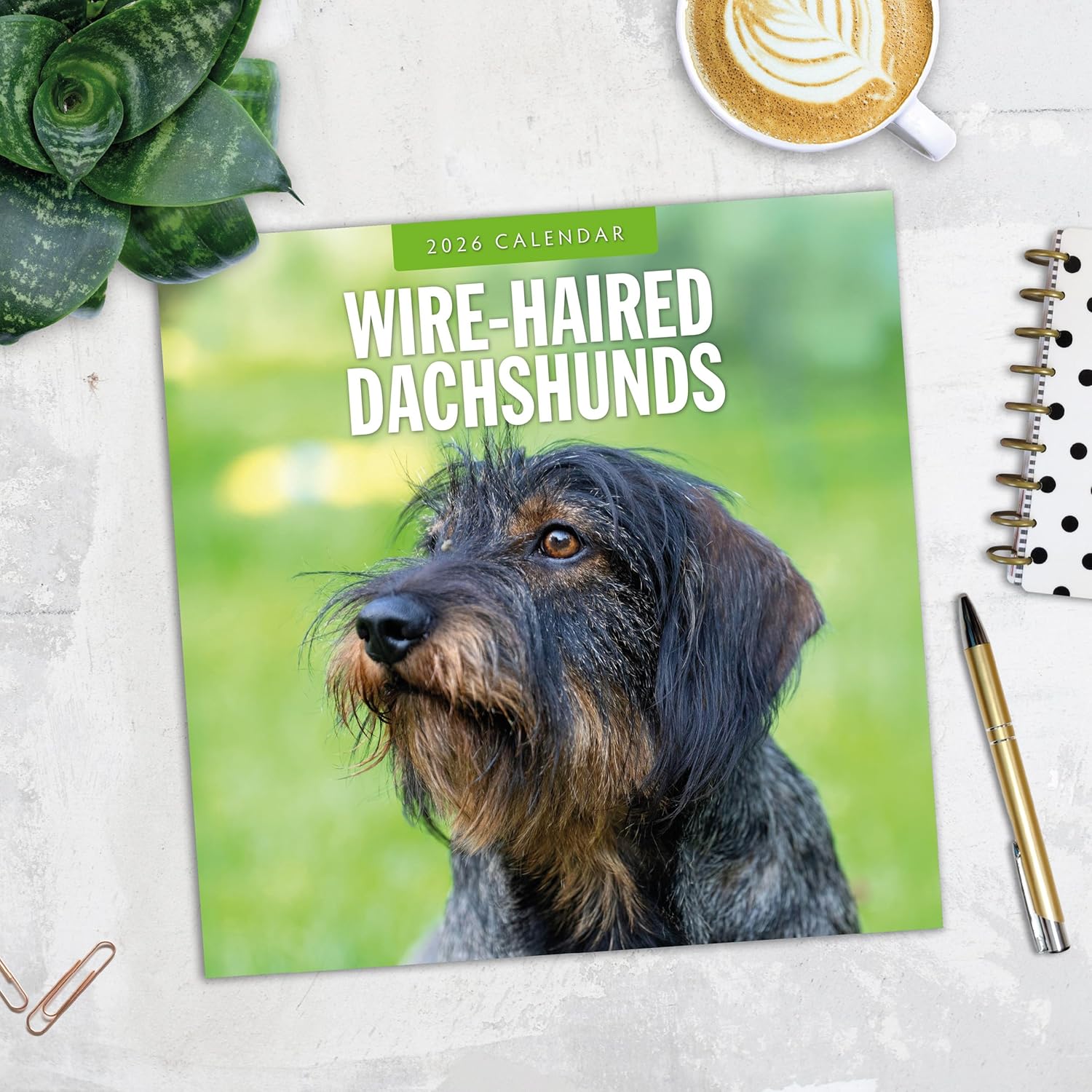 Red Robin 2026 Wire-haired Dachshunds Monthly Wall Calendar | 12" x 24" Open | Premium Thick & Sturdy Paper | Hangable 12 Month Calendar | Lined Notes & To Do Area | Vivid Images | Plastic Free