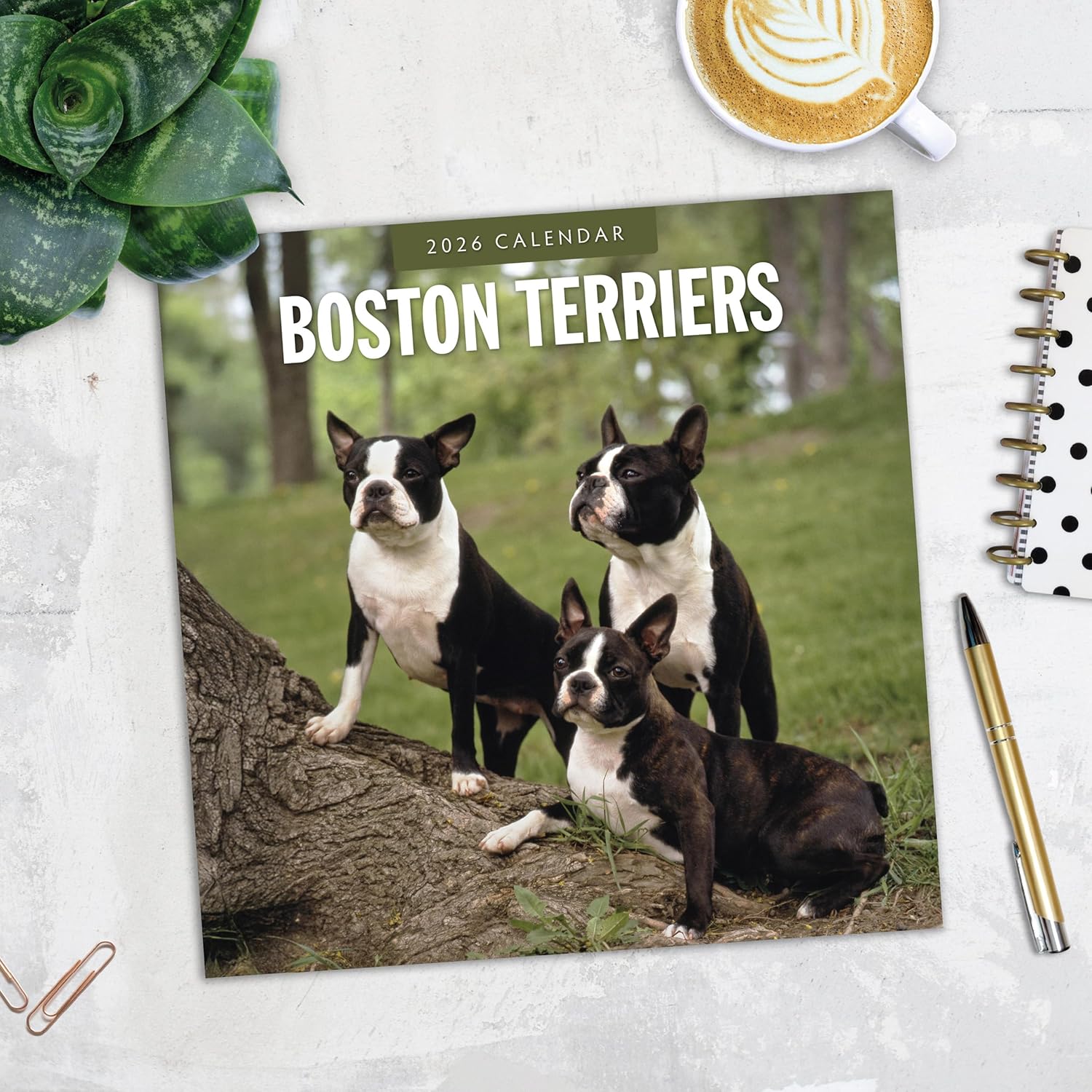 Red Robin 2026 Boston Terriers Monthly Wall Calendar | 12" x 24" Open | Premium Thick & Sturdy Paper | Hangable 12 Month Calendar | Lined Notes & To Do Area | Vivid Images | Plastic Free