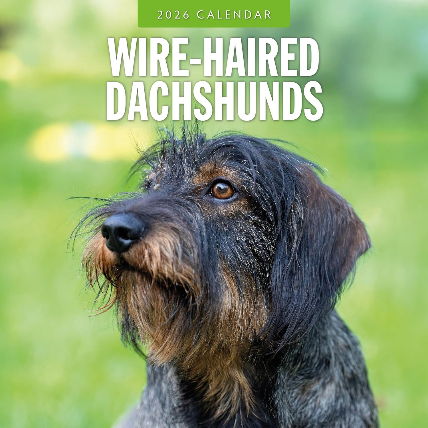 Red Robin 2026 Wire-haired Dachshunds Monthly Wall Calendar | 12" x 24" Open | Premium Thick & Sturdy Paper | Hangable 12 Month Calendar | Lined Notes & To Do Area | Vivid Images | Plastic Free