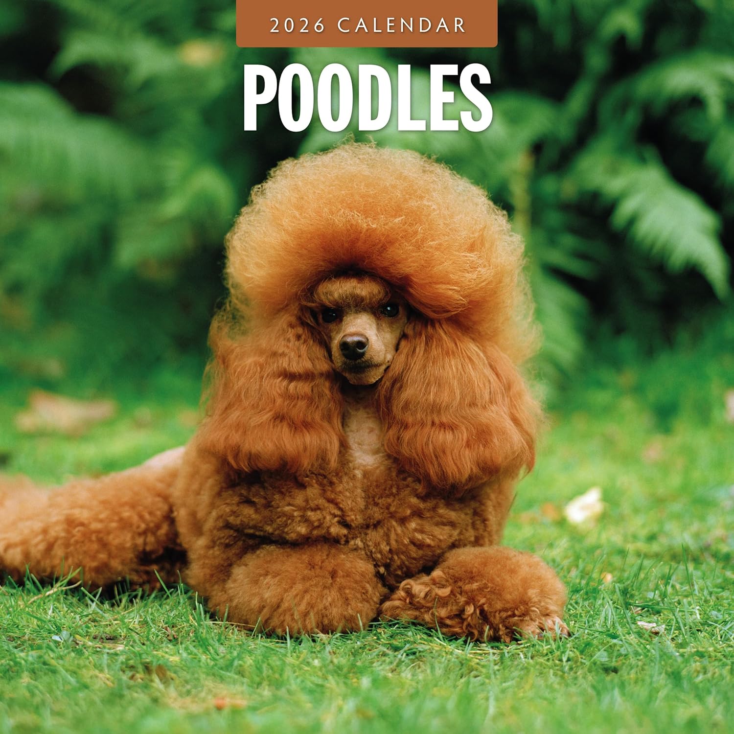 Red Robin 2026 Poodles Monthly Wall Calendar | 12" x 24" Open | Premium Thick & Sturdy Paper | Hangable 12 Month Calendar | Lined Notes & To Do Area | Vivid Images | Plastic Free