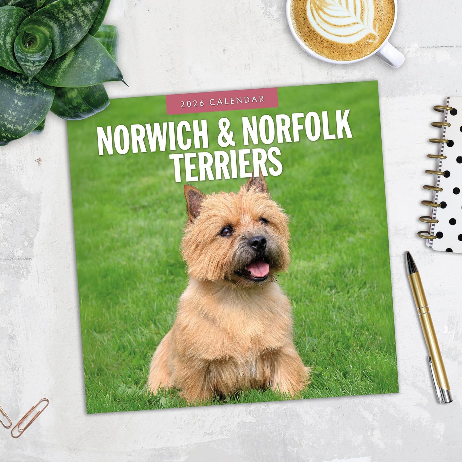 Red Robin 2026 Norwich & Norfolk Terriers Monthly Wall Calendar | 12" x 24" Open | Premium Thick & Sturdy Paper | Hangable 12 Month Calendar | Lined Notes & To Do Area | Vivid Images | Plastic Free