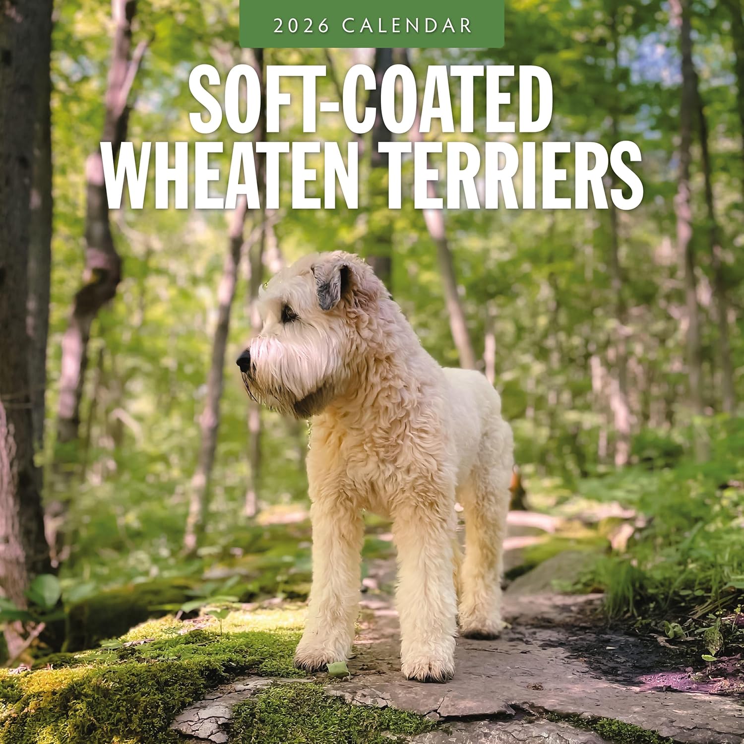 Red Robin 2026 Soft-coated Wheaten Terriers Monthly Wall Calendar | 12" x 24" Open | Premium Thick & Sturdy Paper | Hangable 12 Month Calendar | Lined Notes & To Do Area | Vivid Images | Plastic Free