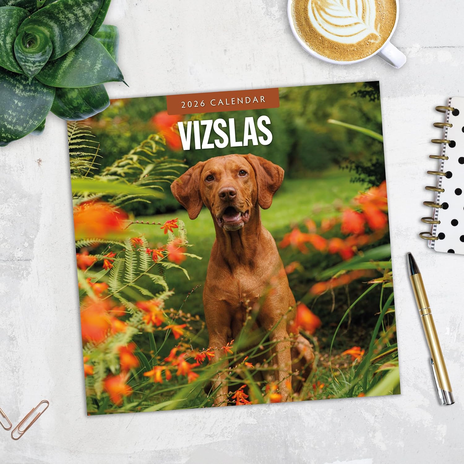 Red Robin 2026 Vizslas Monthly Wall Calendar | 12" x 24" Open | Premium Thick & Sturdy Paper | Hangable 12 Month Calendar | Lined Notes & To Do Area | Vivid Images | Plastic Free