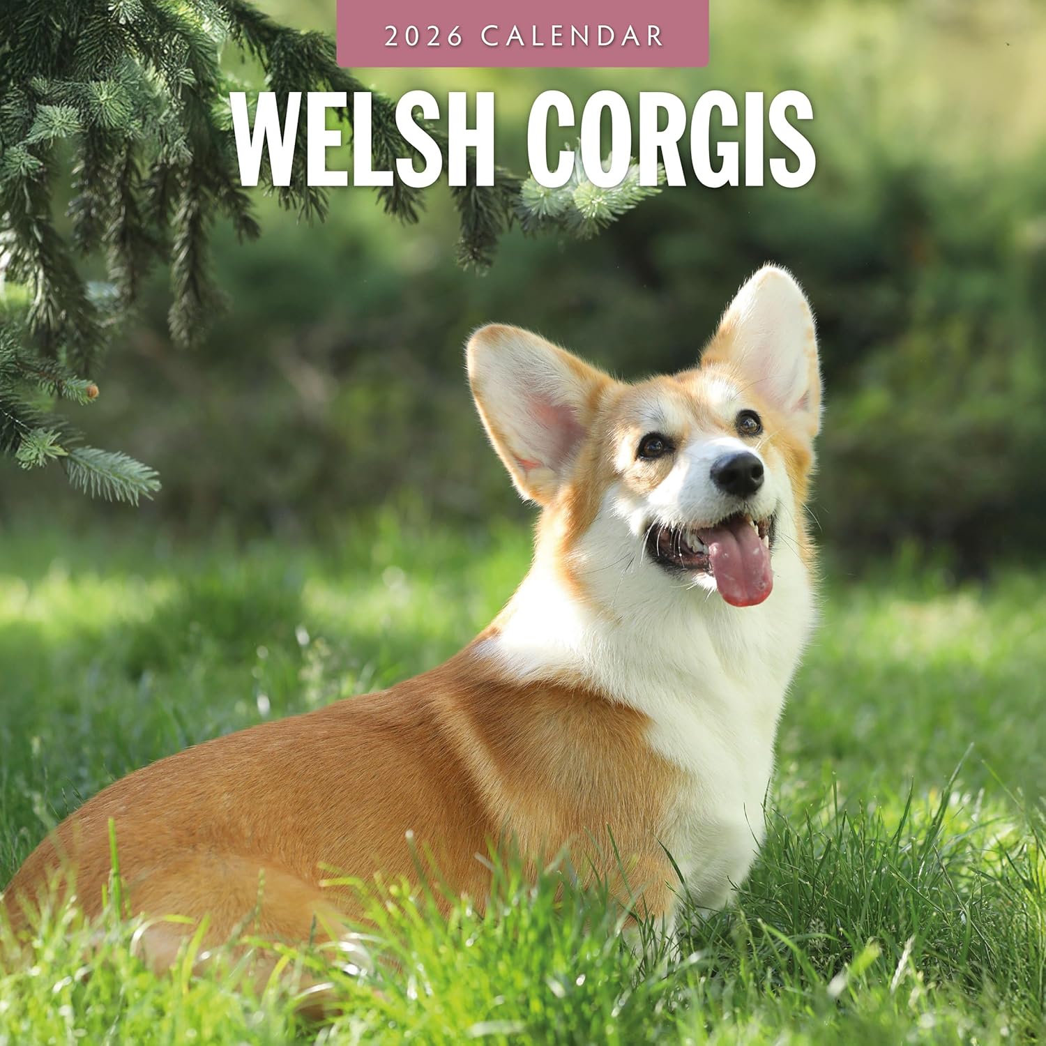 Red Robin 2026 Welsh Corgis Monthly Wall Calendar | 12" x 24" Open | Premium Thick & Sturdy Paper | Hangable 12 Month Calendar | Lined Notes & To Do Area | Vivid Images | Plastic Free