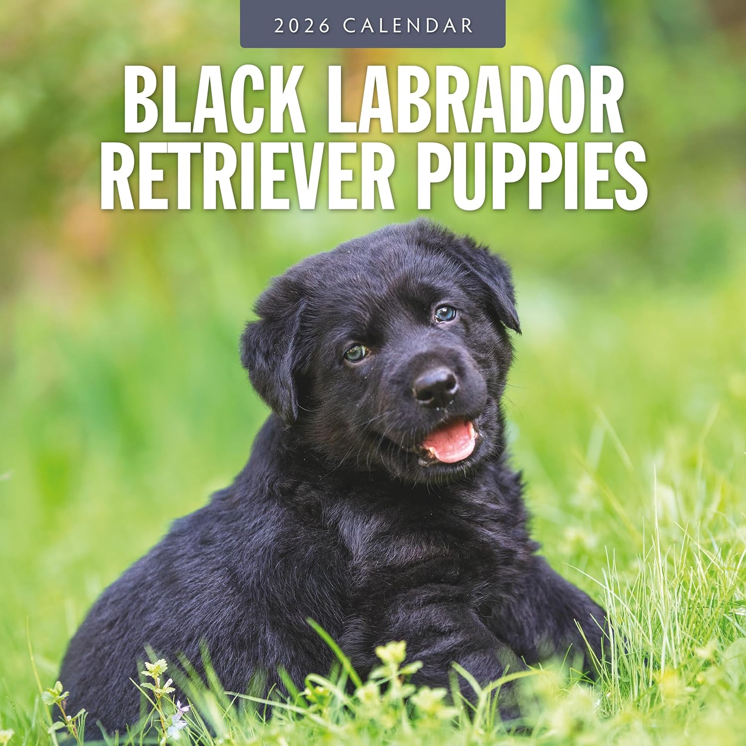 Red Robin 2026 Black Labrador Retriever Puppies Monthly Wall Calendar | 12" x 24" Open | Premium Thick & Sturdy Paper | Hangable 12 Month Calendar | Lined Notes & To Do Area | Plastic Free