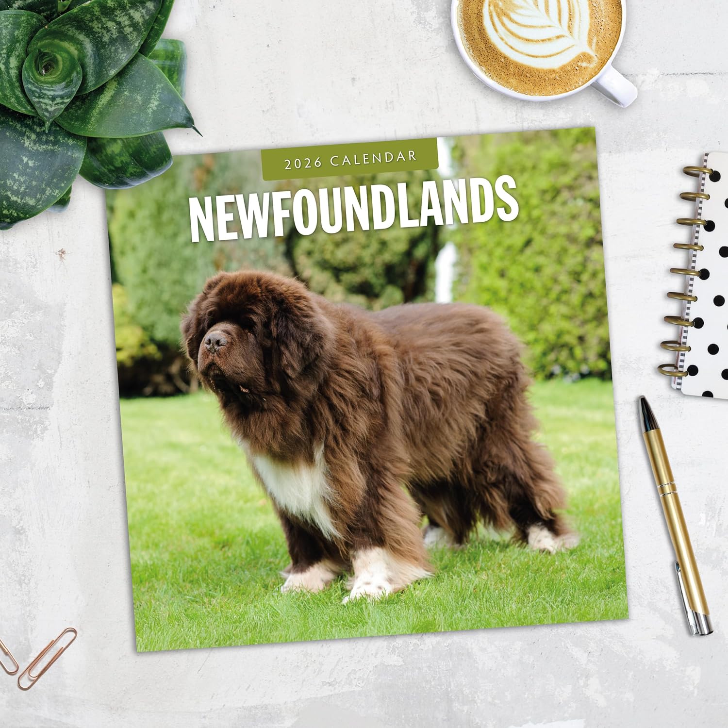 Red Robin 2026 Newfoundlands Monthly Wall Calendar | 12" x 24" Open | Premium Thick & Sturdy Paper | Hangable 12 Month Calendar | Lined Notes & To Do Area | Vivid Images | Plastic Free
