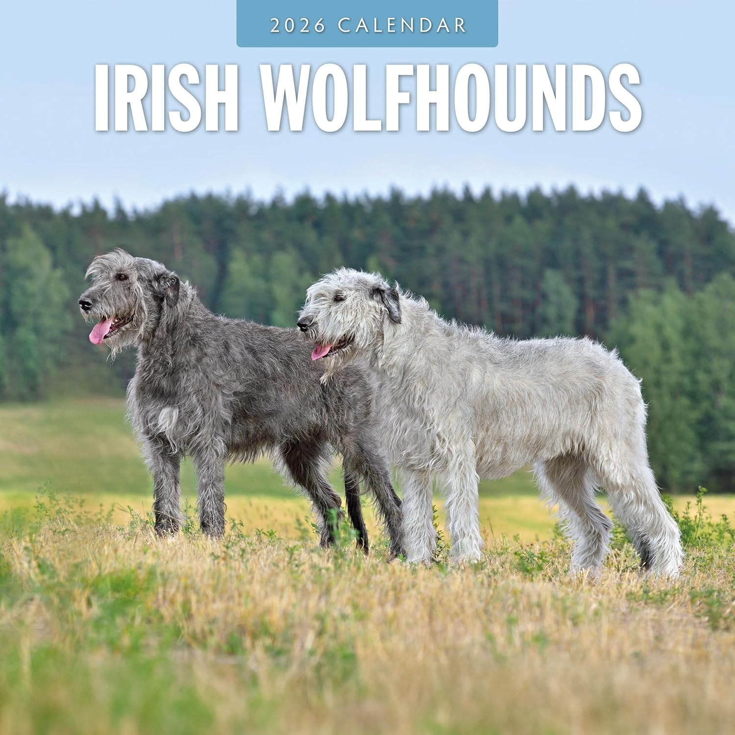 Red Robin 2026 Irish Wolf Hounds Monthly Wall Calendar | 12" x 24" Open | Premium Thick & Sturdy Paper | Hangable 12 Month Calendar | Lined Notes & To Do Area | Vivid Images | Plastic Free