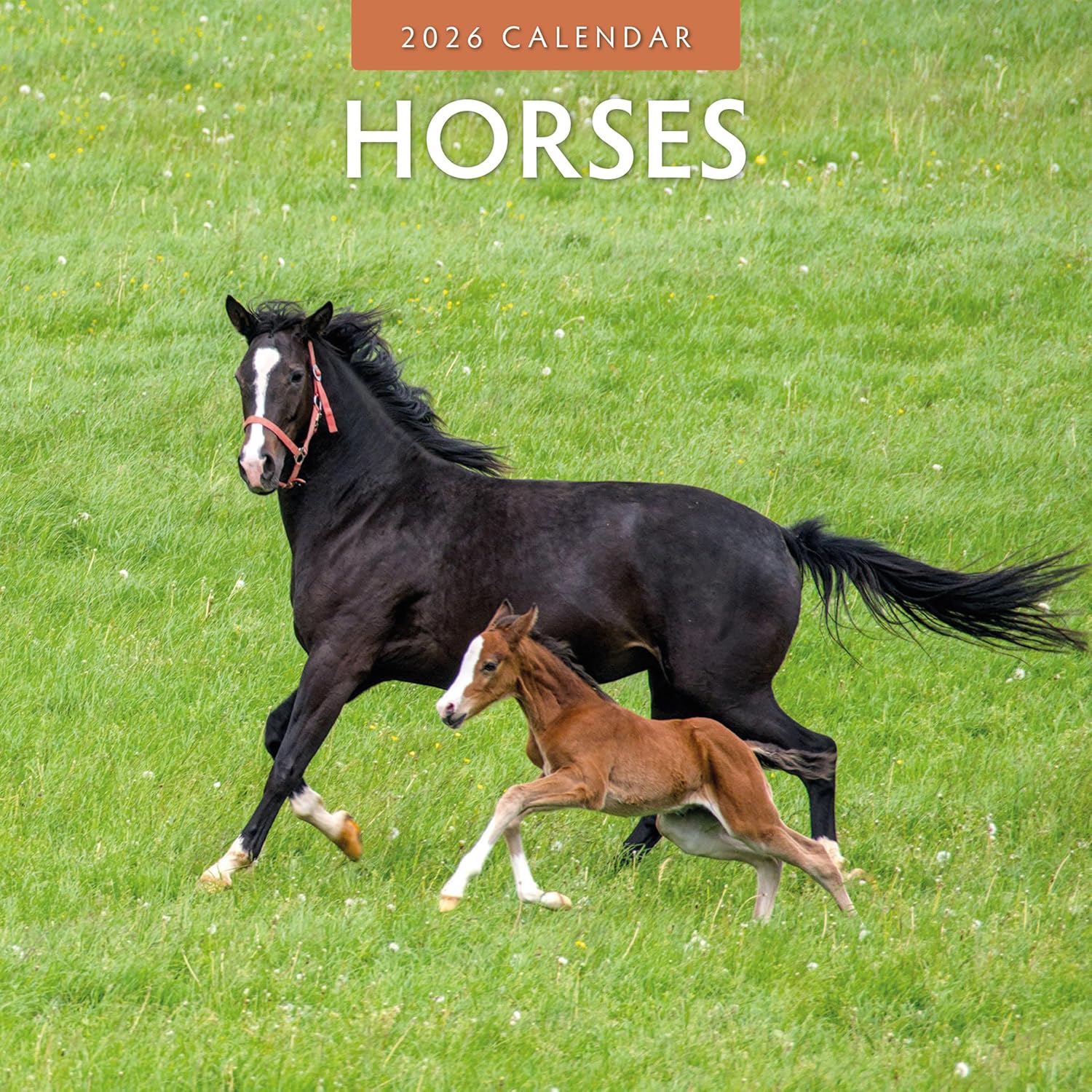 Red Robin 2026 Horses Monthly Wall Calendar | 12" x 24" Open | Premium Thick & Sturdy Paper | Hangable 12 Month Calendar | Lined Notes & To Do Area | Vivid Images | Plastic Free