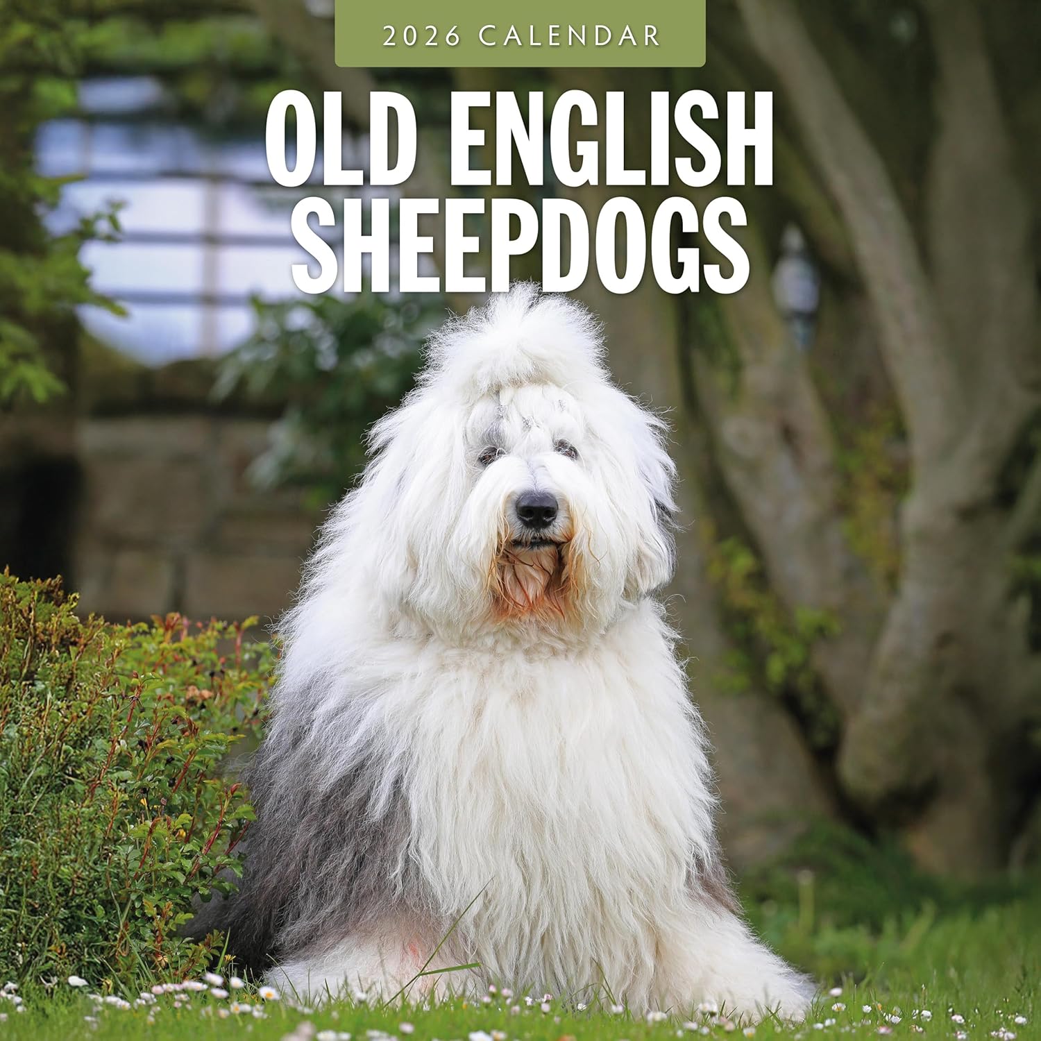 Red Robin 2026 Old English Sheepdogs Monthly Wall Calendar | 12" x 24" Open | Premium Thick & Sturdy Paper | Hangable 12 Month Calendar | Lined Notes & To Do Area | Vivid Images | Plastic Free
