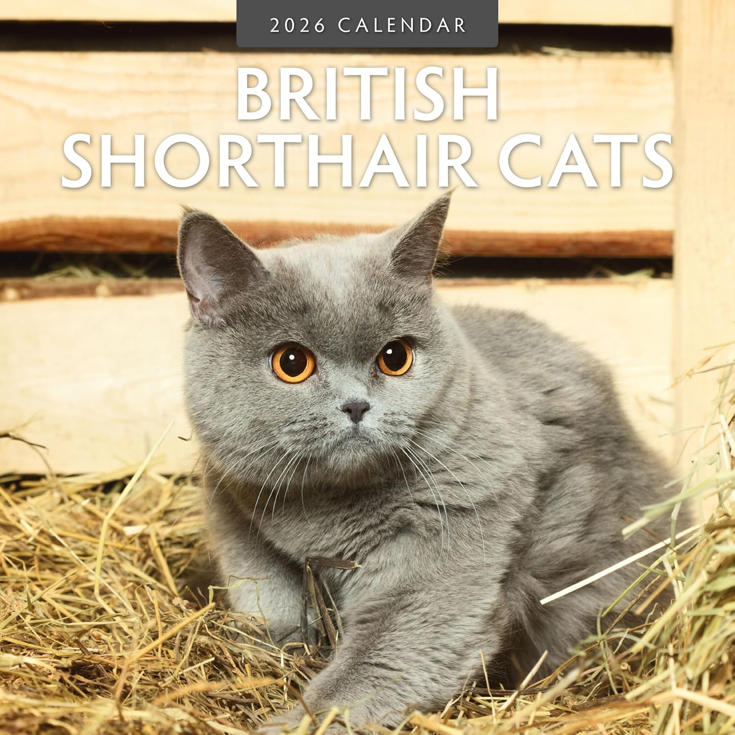 Red Robin 2026 British Shorthair Cats Monthly Wall Calendar | 12" x 24" Open | Premium Thick & Sturdy Paper | Hangable 12 Month Calendar | Lined Notes & To Do Area | Vivid Images | Plastic Free