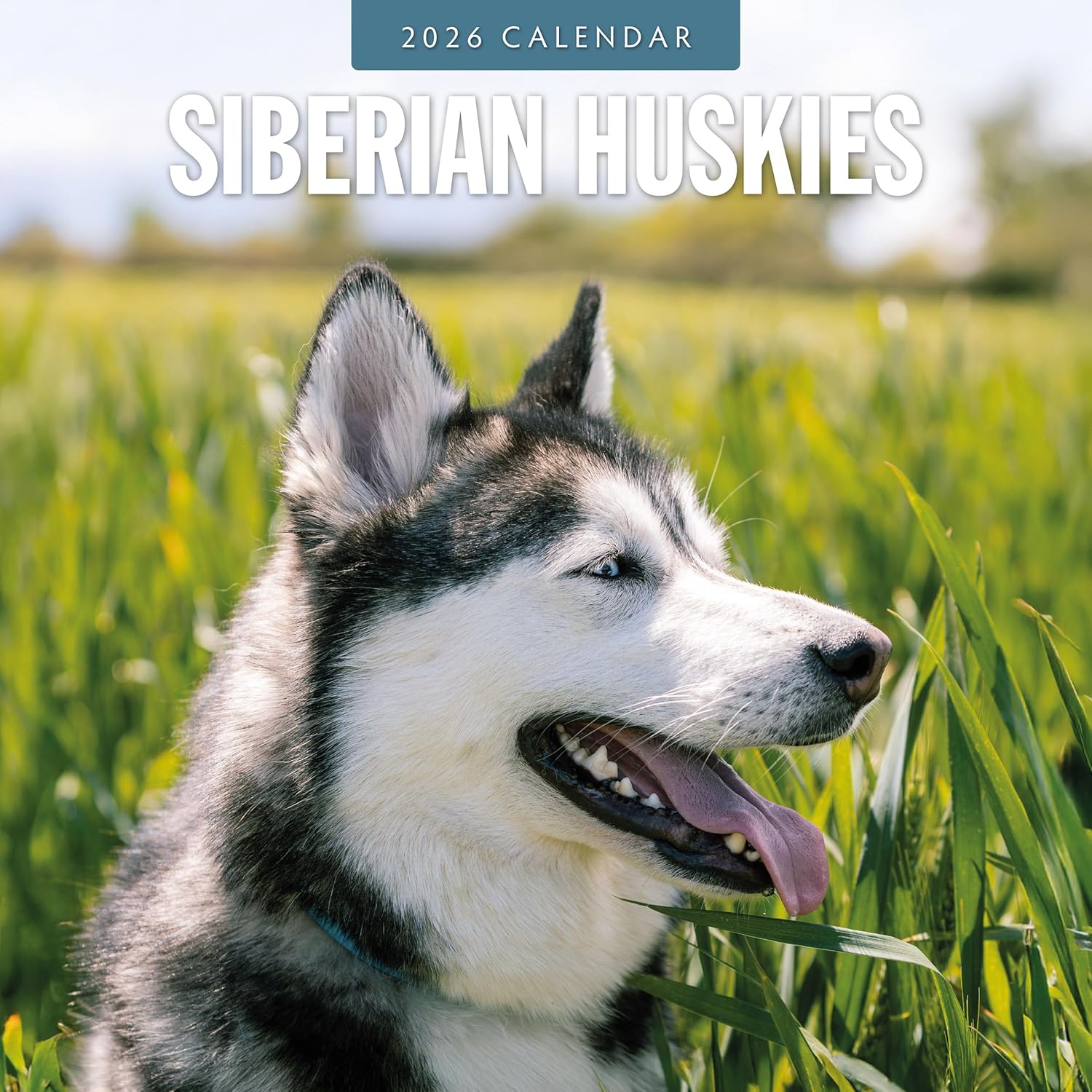 Red Robin 2026 Siberian Huskies Monthly Wall Calendar | 12" x 24" Open | Premium Thick & Sturdy Paper | Hangable 12 Month Calendar | Lined Notes & To Do Area | Vivid Images | Plastic Free