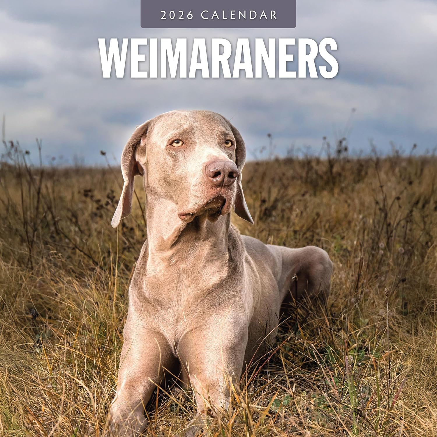 Red Robin 2026 Weimaraners Monthly Wall Calendar | 12" x 24" Open | Premium Thick & Sturdy Paper | Hangable 12 Month Calendar | Lined Notes & To Do Area | Vivid Images | Plastic Free