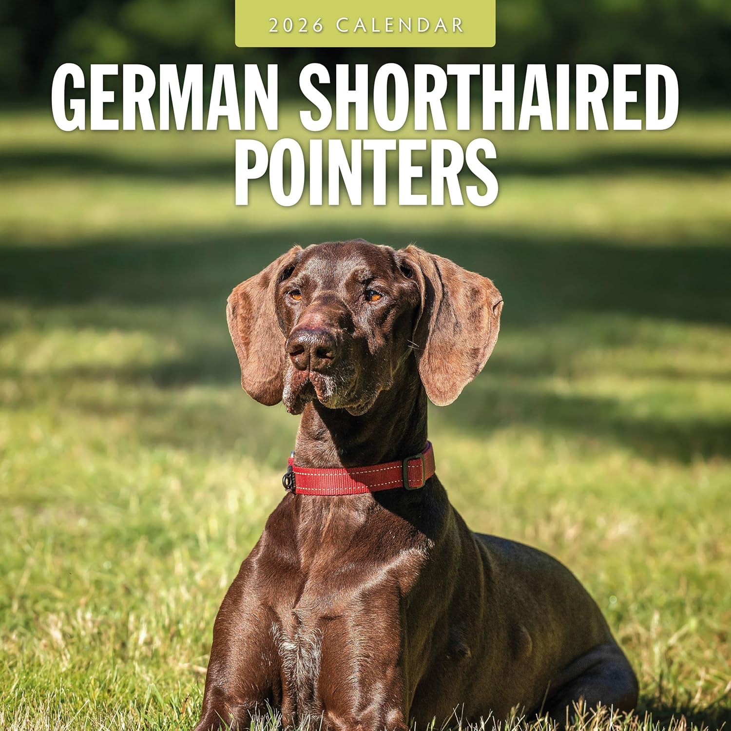 Red Robin 2026 German Shorthaired Pointers Monthly Wall Calendar | 12" x 24" Open | Premium Thick & Sturdy Paper | Hangable 12 Month Calendar | Lined Notes & To Do Area | Vivid Images | Plastic Free